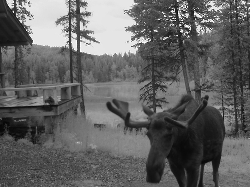 Moose at Lost Lake Cabin, Montana